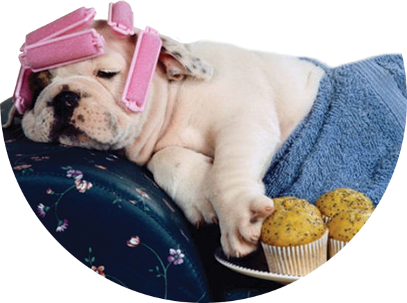 Feeling-dog-tiredd vitamin b12 shots
